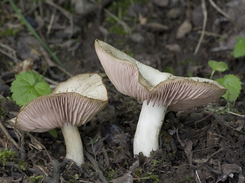 Entoloma clypeatum